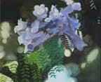 Jacaranda